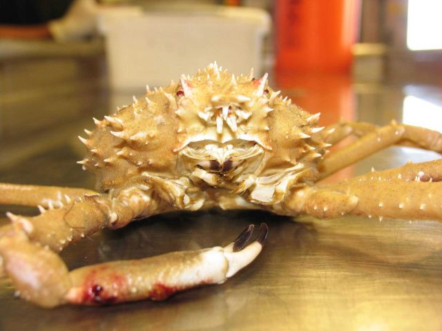 Crab (Rochinia crassa) Picture