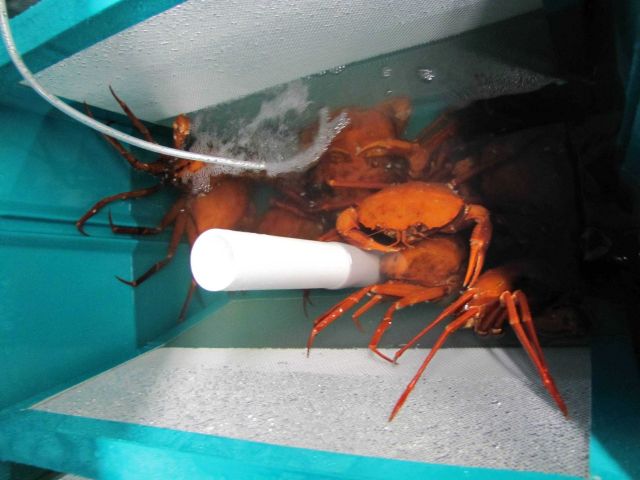 Deep sea red crabs (Chaceon quinquedens) Picture