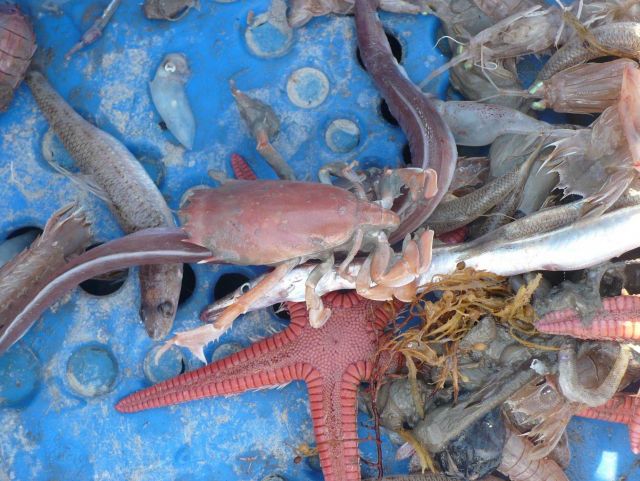 Biota acquired during dredge haul Picture