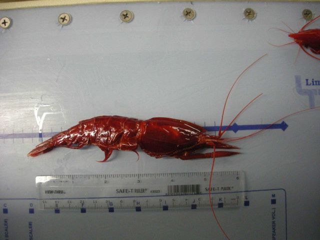 Deep sea shrimp (Oplophorus sp.?) Picture