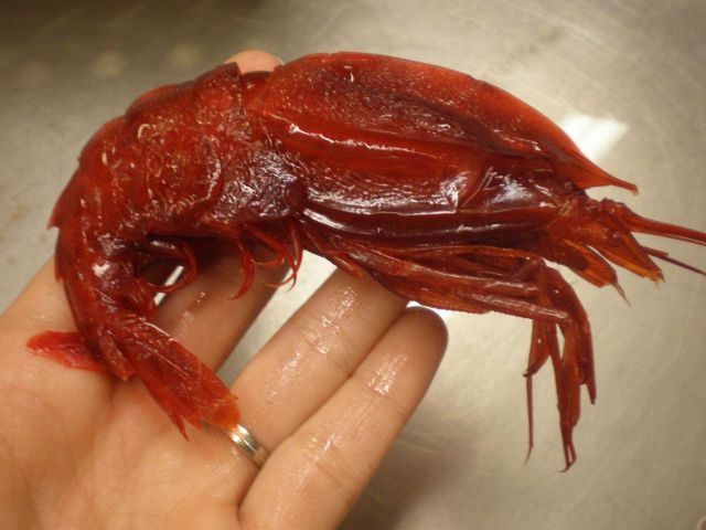 Large red deep sea shrimp (Notostomus gibbosus) Picture