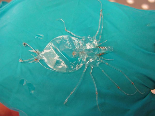 Juvenile lobster Picture