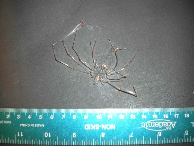 Juvenile lobster Picture