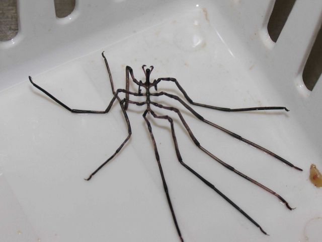 Pycnogonid (sea spider) Picture