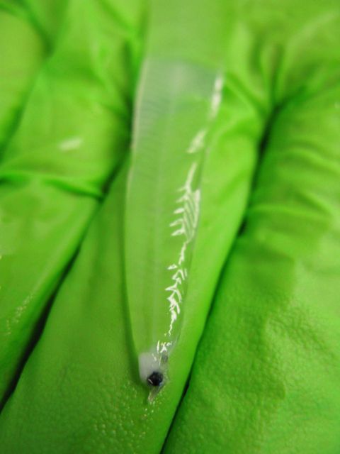 Leptocephalus larvae Picture