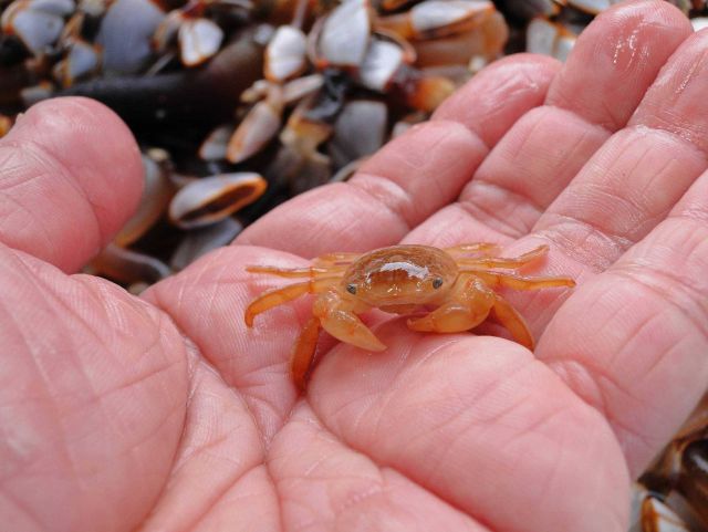 Crab in human hand Picture