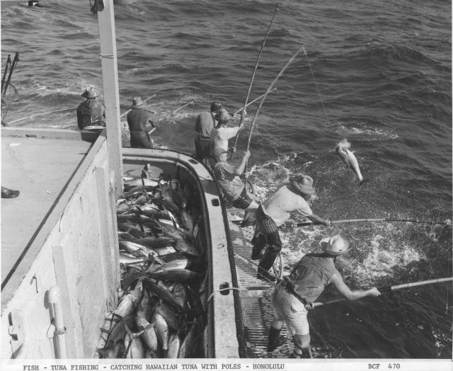 Tuna fishing - catching Hawaiian tuna with poles. Picture
