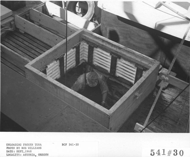 Unloading frozen tuna Picture