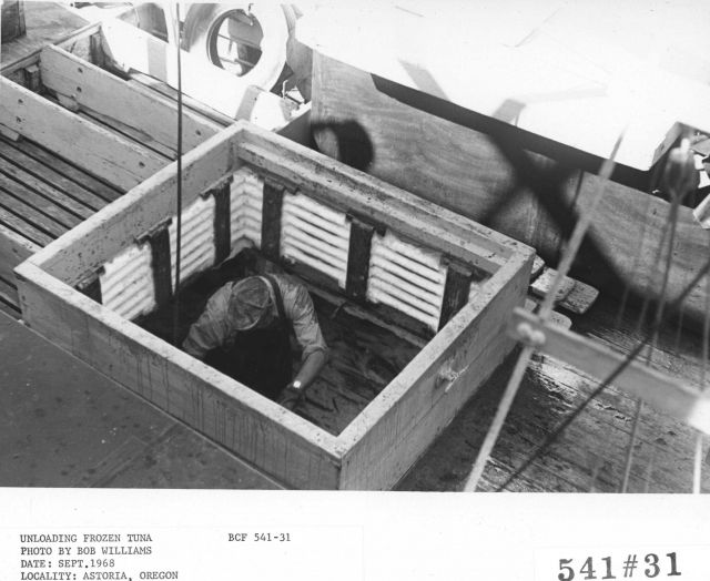 Unloading frozen tuna Picture
