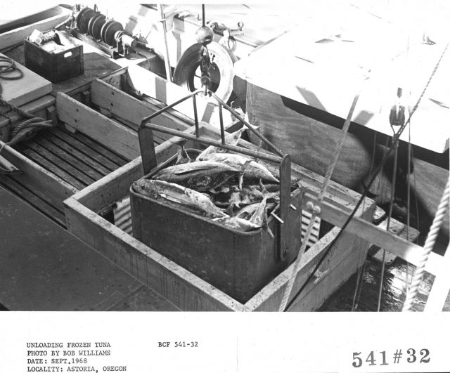 Unloading frozen tuna Picture