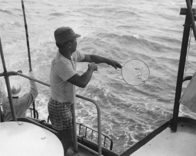 Chumming for tuna Picture