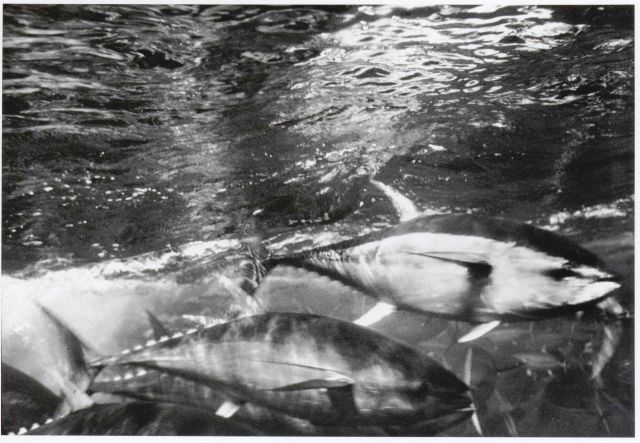 Tuna swimming in closing purse seine Picture