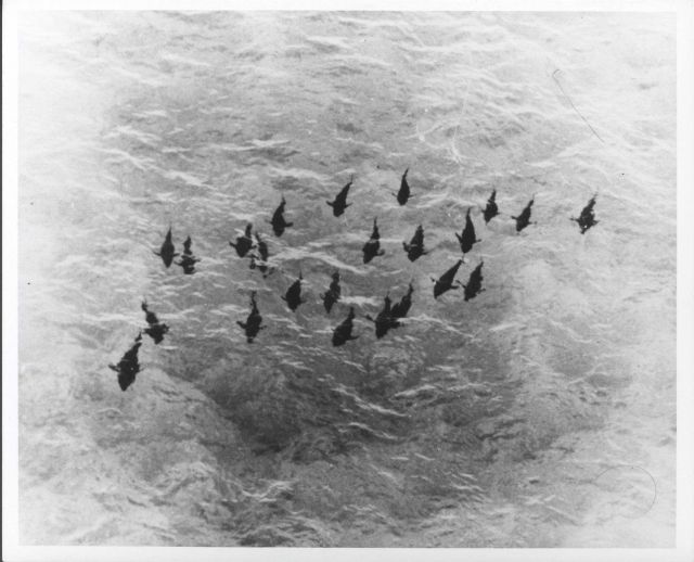 A school of 400-500 pound bluefin tuna in the Atlantic Picture