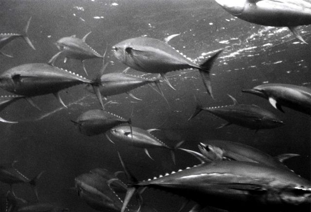 Tuna swimming in purse seine Picture