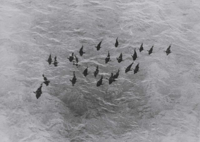 A school of 400-500 pound bluefin tuna in the Atlantic Picture