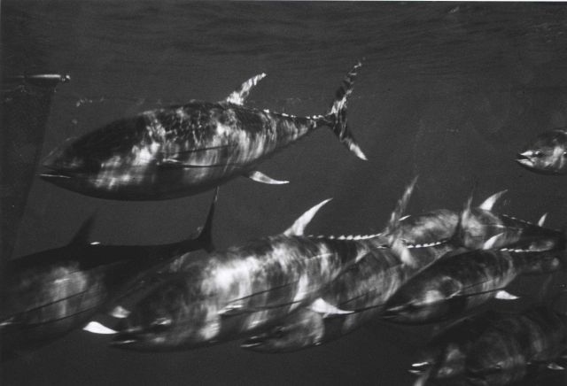 Tuna swimming in purse seine Picture
