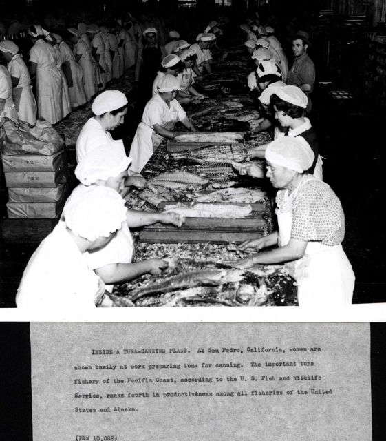 Women at work busily preparing tuna for canning Picture