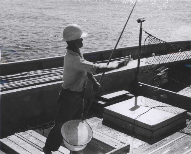 Chummer throwing live bait to attract skipjack aboard Hawaiian sampan BUCCANEER, Picture