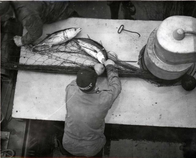 Removing albacore tuna from a gillnet Picture