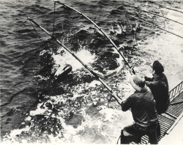 Two-pole method of landing medium size tuna Picture