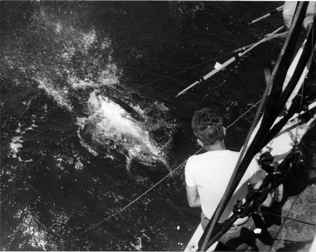 Preparing to gaff large tuna for bringing on board. Picture