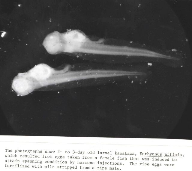 2- to 3- day old larval kawakawa, Euthynnus affinis, which resulted from eggs taken from a female fish that was induced to attain spawning condition b Picture