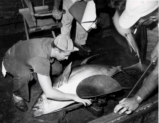 Weighing tuna on BCF research vessel Picture