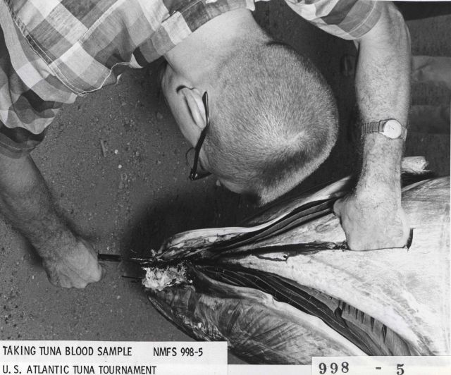 Scientist taking tuna blood sample from tuna caught during U.S Picture