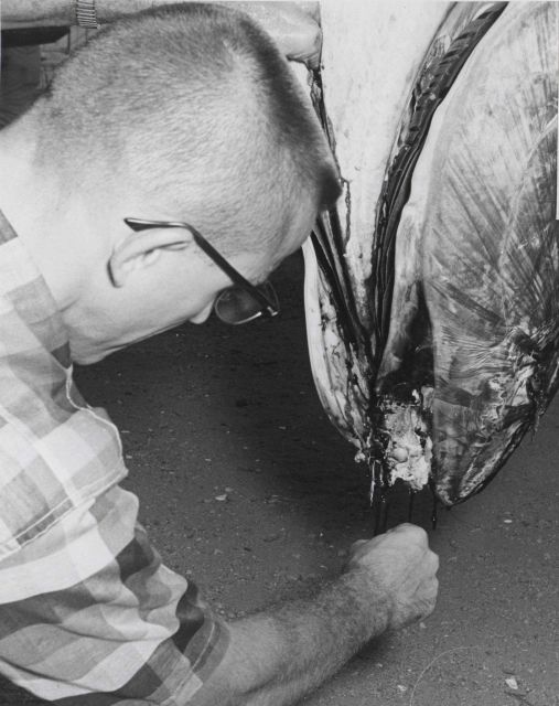 Scientist taking tuna blood sample from tuna caught during U.S Picture