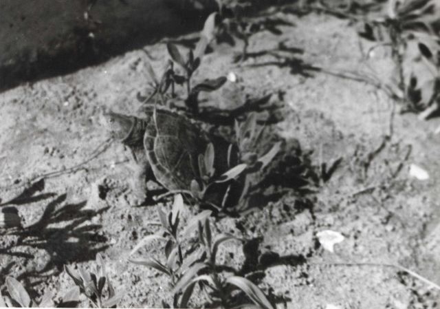 Female terrapin depositing eggs in sand. Picture
