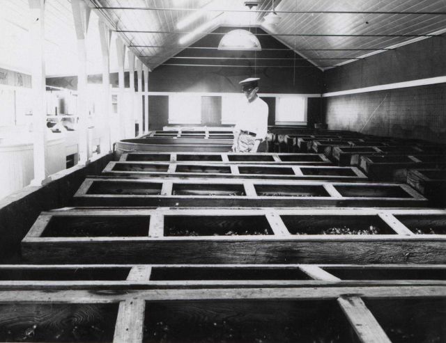 Captain Hatsell feeding baby terrapin in rearing house. Picture