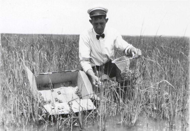 Captain Hatsell releasing 10-month old baby terrapins in salt marsh area. Picture