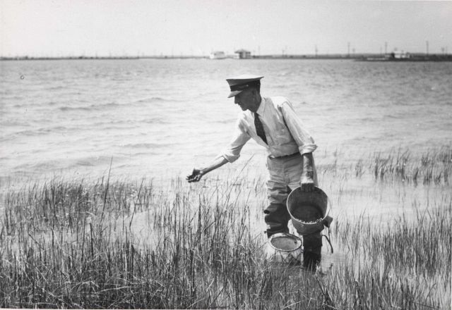 Captain Hatsell releasing baby terrapin in salt marsh Picture