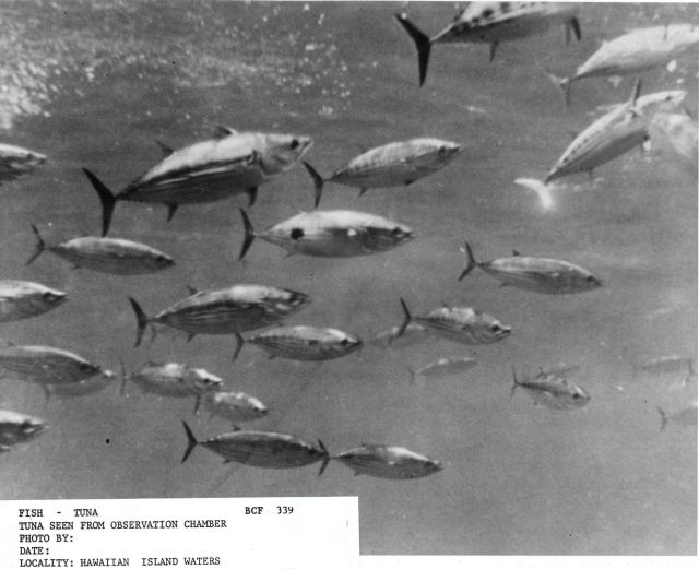 Tuna seen from observation chamber of BCF research vessel. Picture
