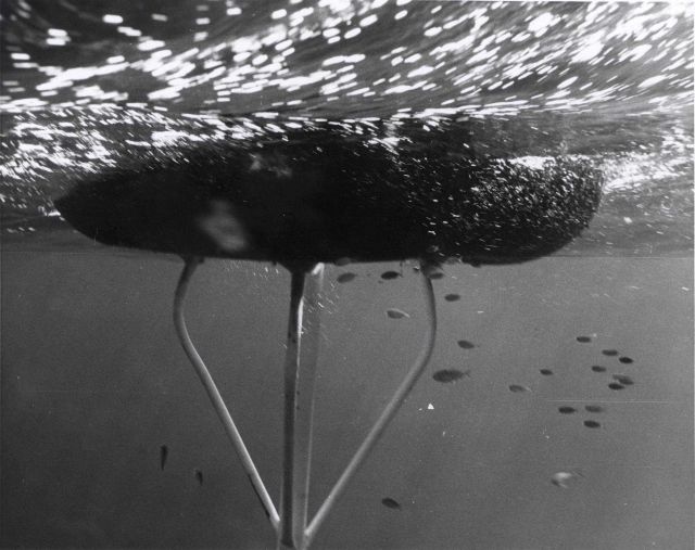 Tuna and other fishes frequently associate with anchored buoys Picture