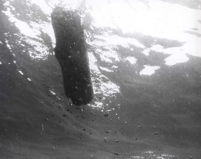 Tuna and other fishes frequently associate with drifting objects Picture