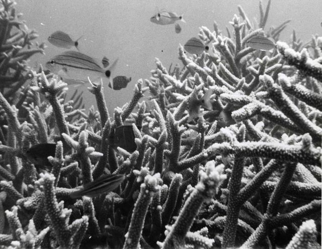 Staghorn coral Picture