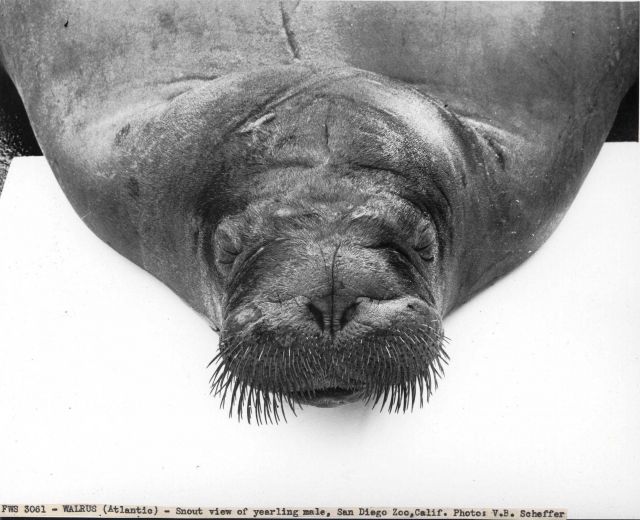 Atlantic walrus Picture