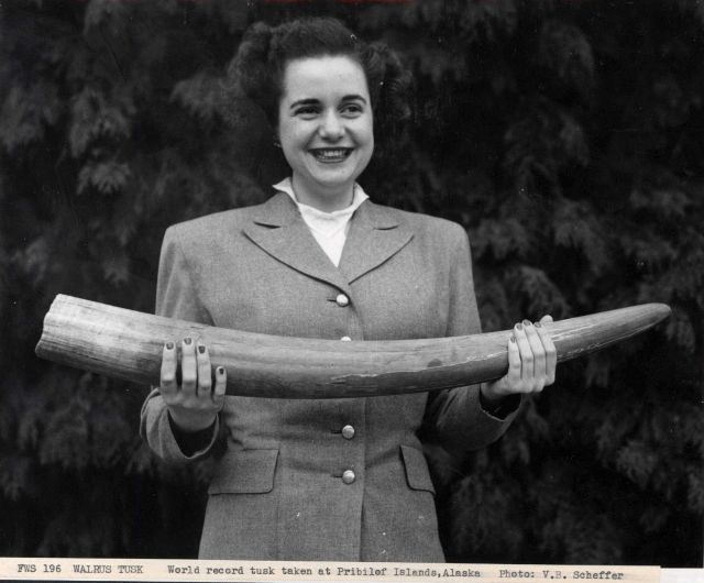 World record walrus tusk taken at Pribilof Islands, Alaska. Picture