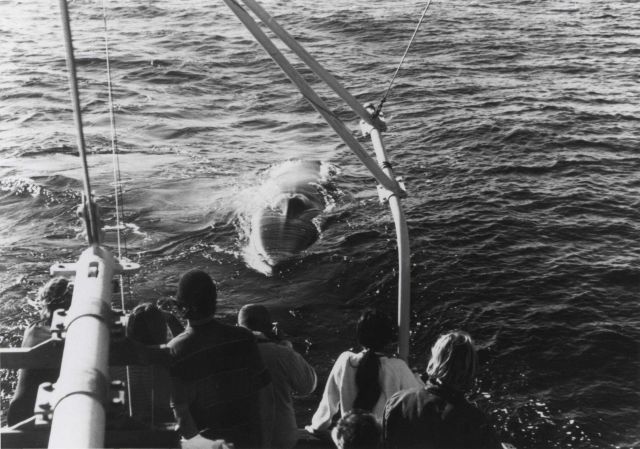 Minke whale (Balaenoptera acutorostata) Picture