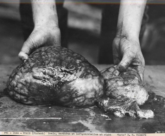Finback whale brain Picture