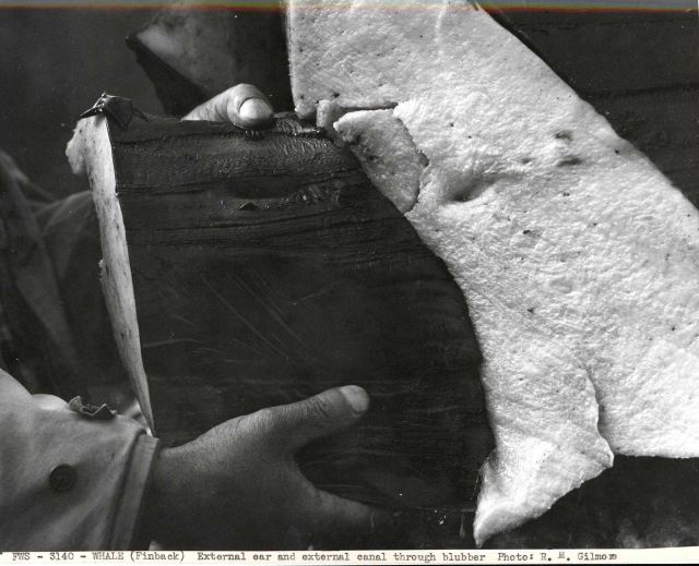 External ear and external canal through blubber of finback whale Picture
