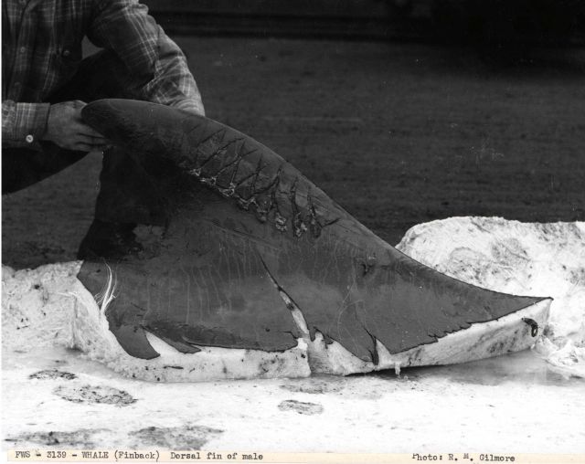 Dorsal fin of male finback whale Picture