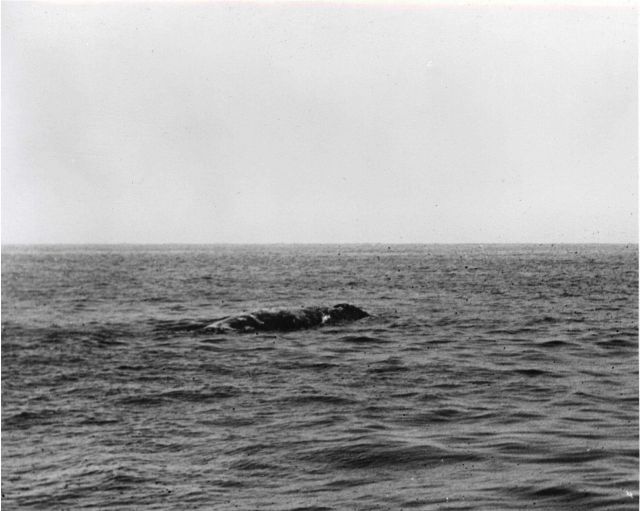 Whale spotted in water Picture