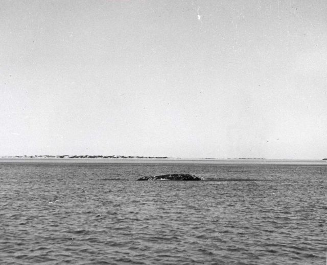 Whale spotted in water off Scammon Lagoon Picture
