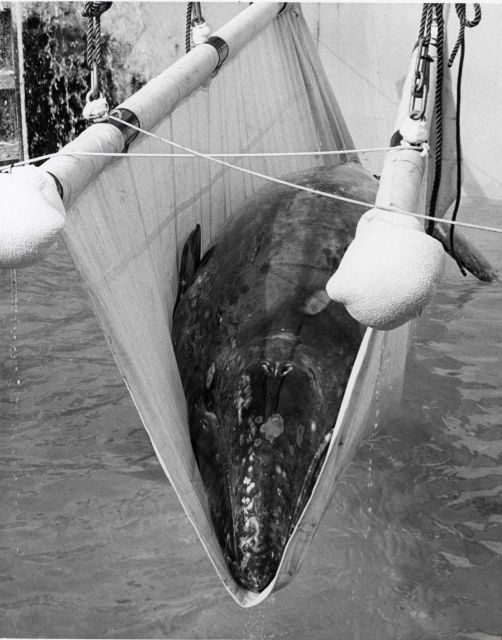 The first step in returning Gigi, the rescued gray whale calf, to the sea from its tank at Sea World San Diego. Picture