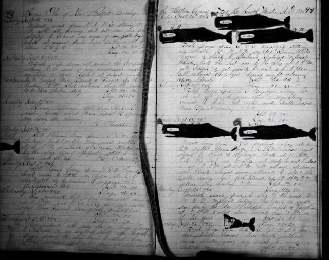 Whalers logbook indicating whales taken while cruising on the Western Ground in the North Atlantic Ocean in 1877? From the Bark OHIO, Captain Fred How Picture
