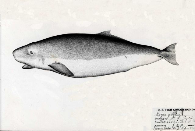 Fish Picture