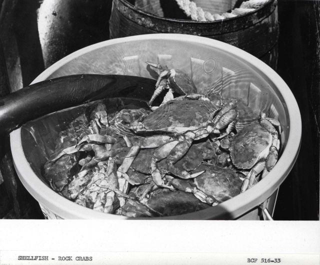 Rock crabs in a bucket (Cancer irroratus) Picture