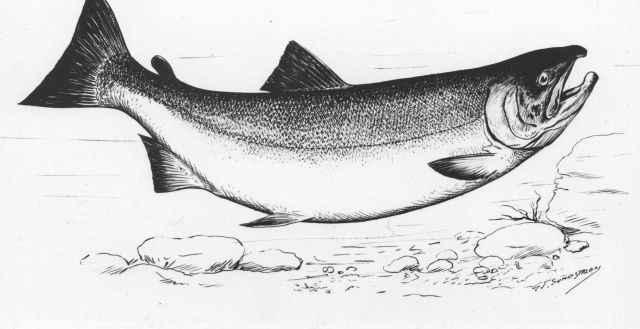 Salmon art by G Picture